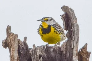 Eastern Meadowlark