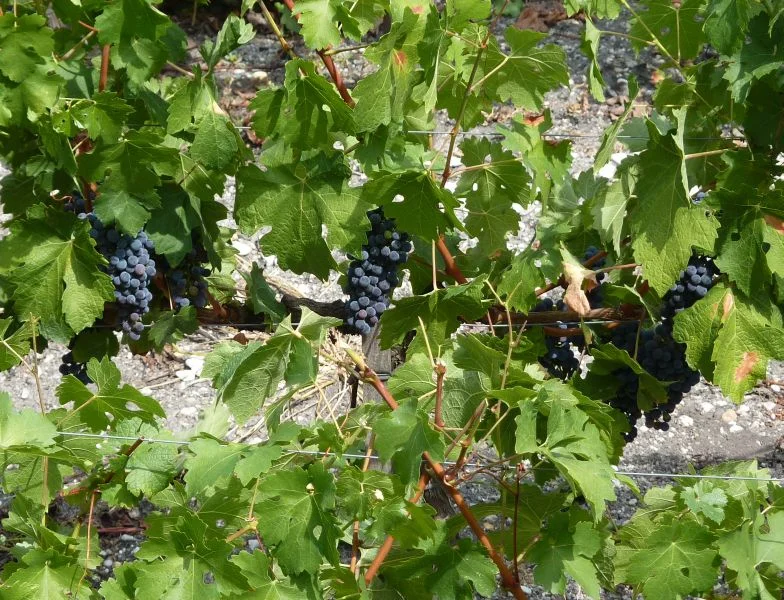 The mild climate and the calcium-rich soils in the region of Bordeaux are perfect for growing grape vines. Red Bordeaux wine is usually made from a blend of different grapes.