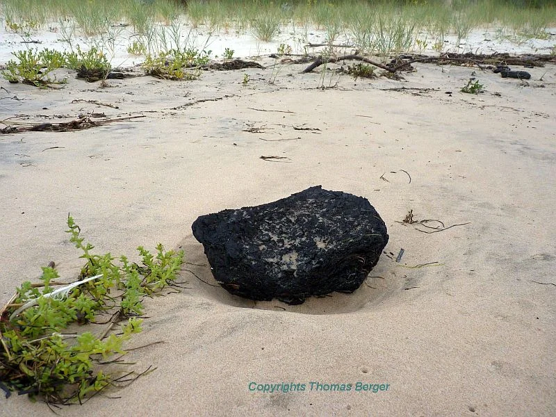 Large amounts of burnt timber washed up on the beach are a reminder of the numerous forest fires in the north of Spain during the summer. These were so severe that the thick bark was not enough protection and the trees were killed.