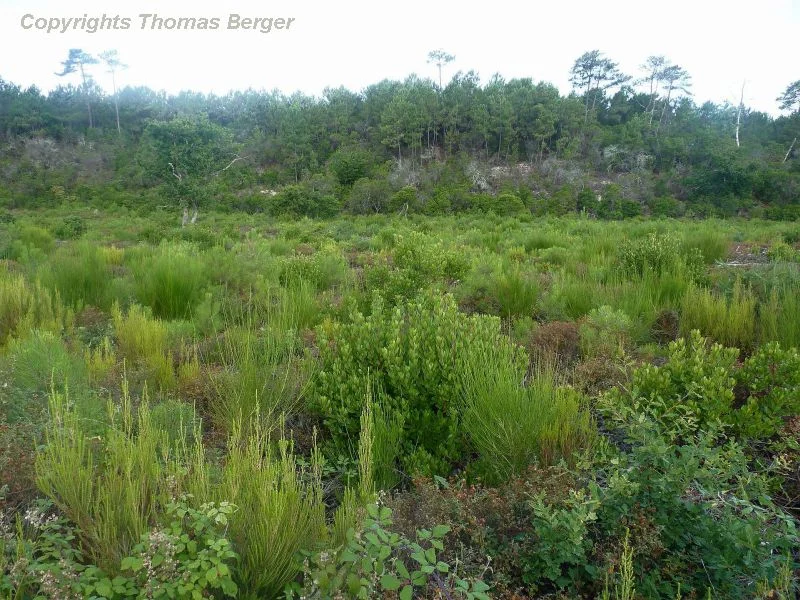 A wide variety of shrubs can easily establish itself on lightly shaded woodland floor as well as anywhere forests have been cleared.