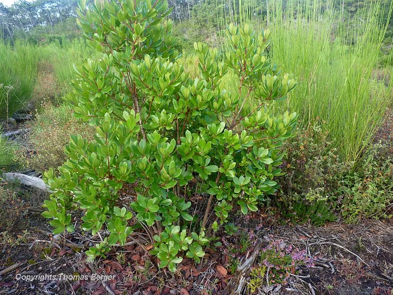 The Strawberry Tree (Arbutus unedo) is a common evergreen shrub in underbrush and on the edges of the pine forests. It is found all along the Mediterranean and even much further north in Ireland.