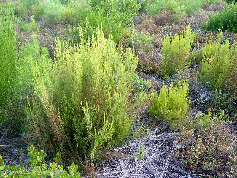 The Tree Heath (Erica arborea) can reach over 10 feet in height. Since the wood is extraordinarily hard and also fire resistant, it is used to make smoking pipes.