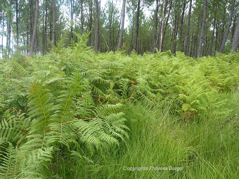 The Bracken Fern (Pteridium aquilinum) often covers the ground in pine forests. It has the tendency to be invasive.