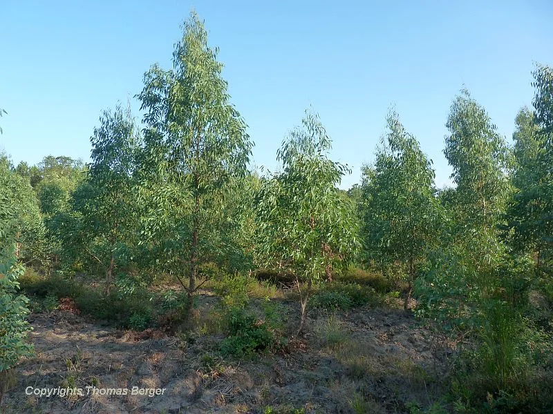 The Maritime Pine is rarely replaced by other species. Yet we did find a Eucalyptus plantation south of the Landes de Gascogne.