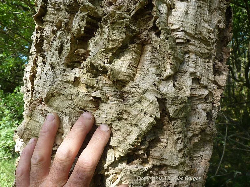 Thick bark protects this tree from brush fires. Since antiquity, it has been harvested to produce corks for bottles.