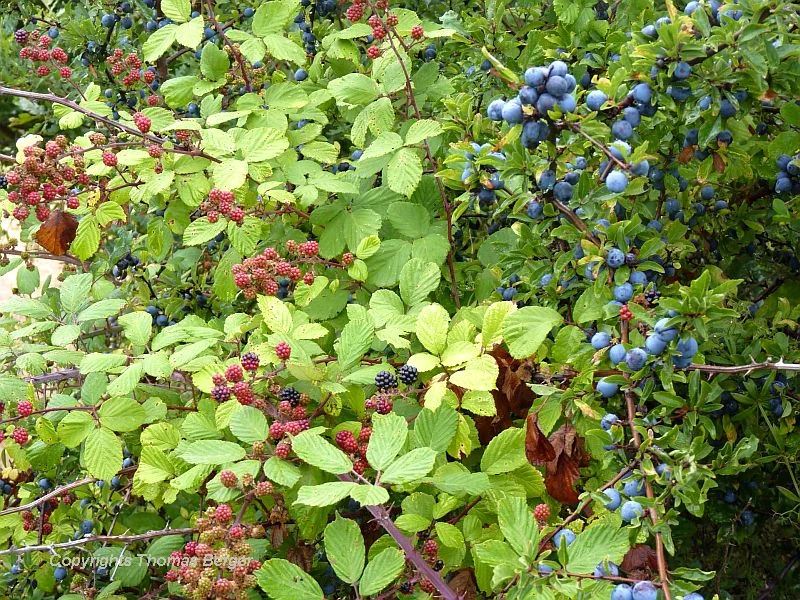 Blackberries (Rubus fruticosus) make for a good snack, but blackthorn (also called sloe) (Prunus spinosa) can only be eaten after a frost, and even then is better left to the jelly jar.