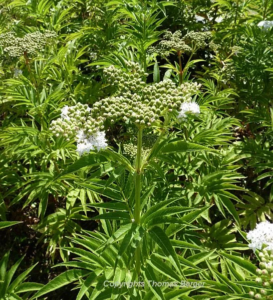 This perennial elderberry (Sambucus ebulus) was common on roadsides. It is a poisonous species and not eaten by cattle.