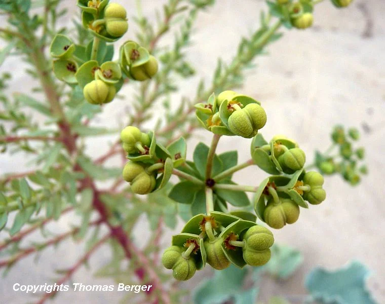 Here we see a Sea Spurge with seeds developing.