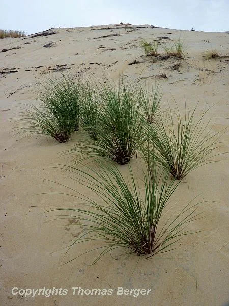 European Marram Grass, also called European Beach Grass (Ammophila arenaria), is salt tolerant and well-adapted to the sand dune habitat of the Atlantic coast.