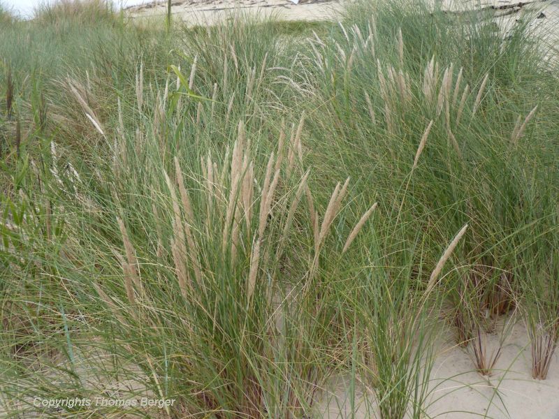 Here we see the inflorescence of Marram Grass.