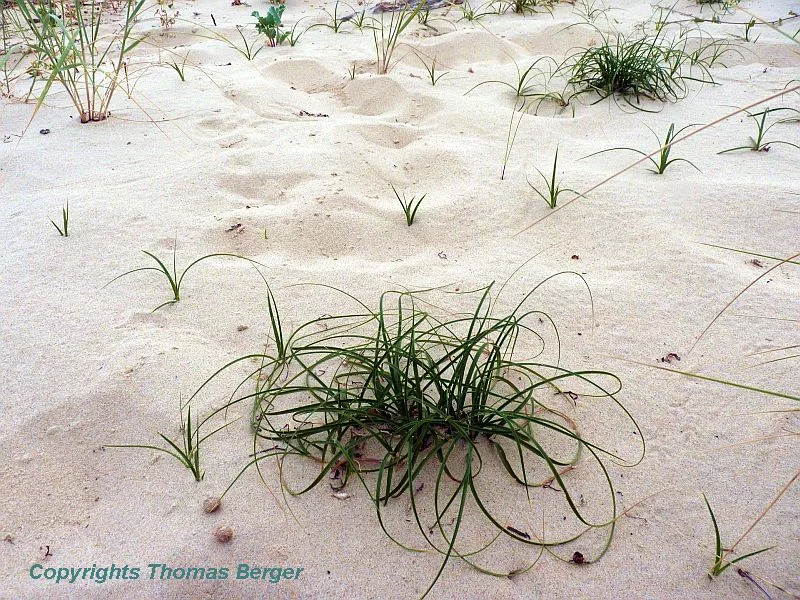 Juncus arenarius also spreads by rhizoms.