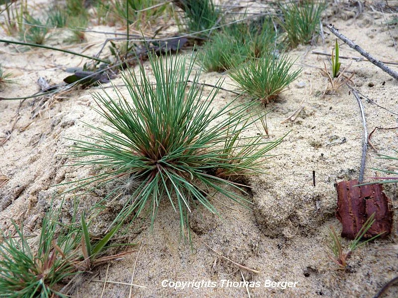 Grey Hair Grass (Corynephorus canescens) is a small grass specialized to grow in locations with poor-quality sandy soils. It tolerates extreme drought and is competitive in sites with very low levels of organic matter and nutrients. Typically it is found on sand dunes and in parts of birch or pine forests that have sandy soil.