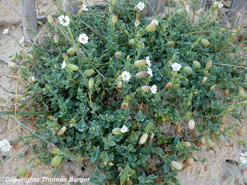 This low growing Campion species (Silene thorei) is a perfect plant for a rock garden. It is low growing, blooms for a long time, and its foliage has a beautiful blue cast.