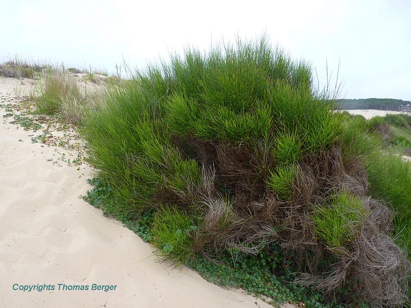Among the woody plants at the foot of sand dunes are the Common Broom (Cytisus scoparius).