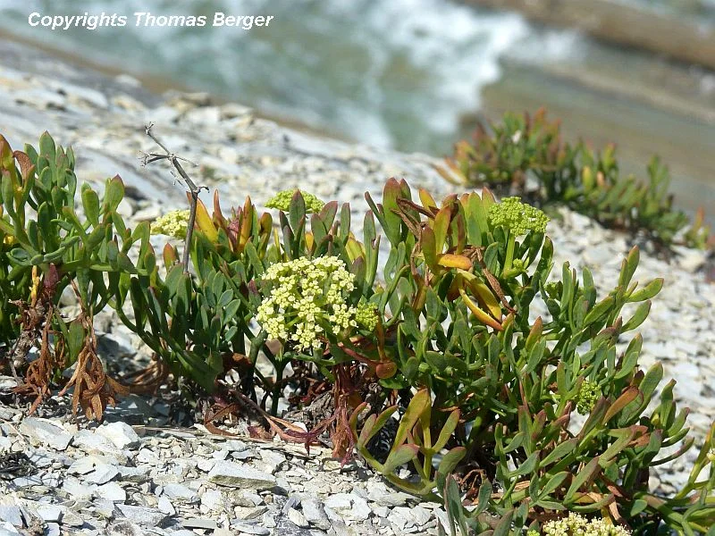 Samphire (Crithmum maritimum) is an edible plant and was once sold in markets in Great Britain, where it is now a protected plant. It was historically eaten pickled or fresh in salads. It belongs to the parsley family (Umbelliferae), has succulent leaves, and is very common on the cliffs of the Basque region.
