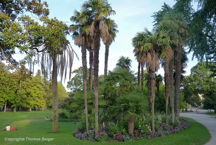 The great charm of the Jardin Publique lies in its age, and as a consequence, in the maturity of its plants.