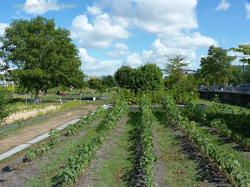 The other large park, the 'Jardin Botanique' of Bordeaux, is entirely a modern creation. Clearly, there was good intentions to educate visitors about native plants as well as garden and farm crops, which were displayed in small fields and plots. However, many beds were poorly maintained and in some cases the weeds had all but overgrown the crops.