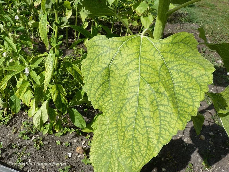 This leaf of a sunflower has severe symptoms of nutrient deficiency (chlorosis). Many of the vegetables and farm crops grown in the botanical garden had deficiency symptoms to some degree. Why not apply some broad-range organic fertilizer and check the pH-value?