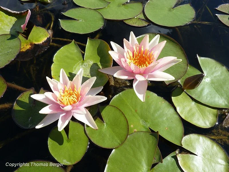 A large pond within the Jardin Botanique contains a nice collection of water lilies and many other water-garden plants. Seen here is waterlily 'Apache'.