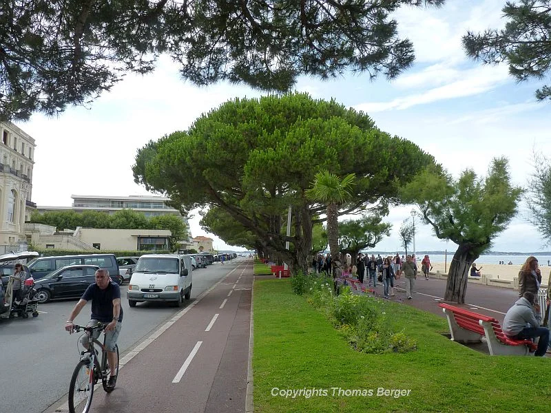 Umbrella Pines and Tamarisks are favorites in public spaces, such as here in Arcachon, a busy vacation resort on the ocean.