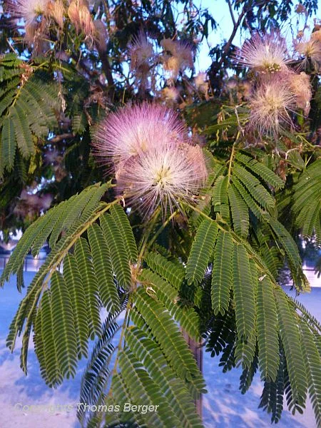 The charming, Acacia-like Albizia julibrissin is quite common in public spaces as well as in home gardens.