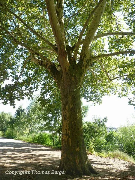 Sycamore is one of the most common street trees. The wide open crown casts a pleasant shade of olive-green tinted light, and the mottled bark adds to the whimsy.