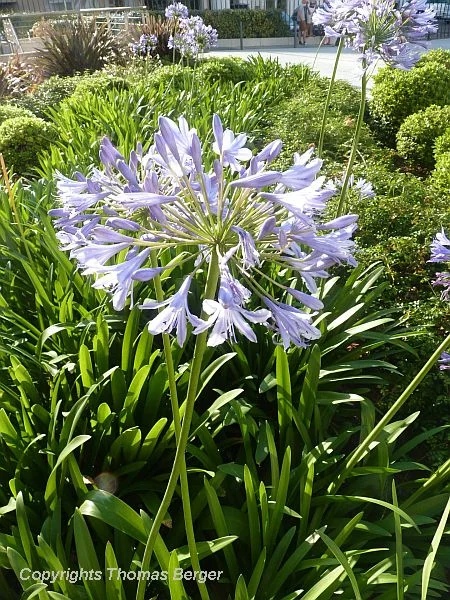 Agapanthus impresses with blue flowers and bold foliage.