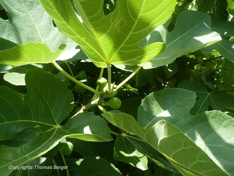 Fruit trees, especially peaches, nectarines, plums, and apricots are quite common. Fig trees (above) are found in many gardens and sometimes even growing in the wild.