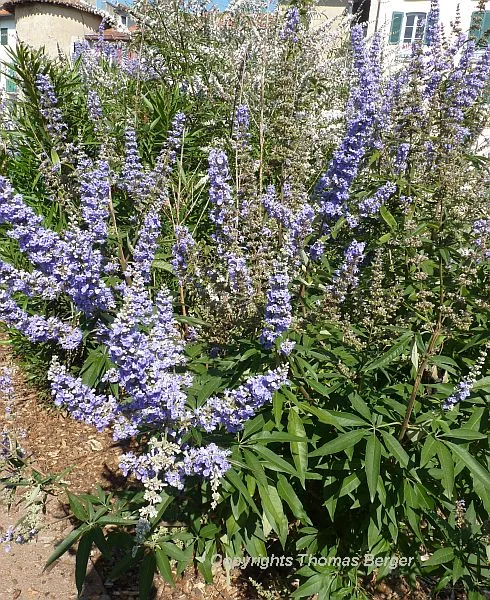 The Chaste Tree (Vitex agnus-castus) is frequently planted in gardens and parks. It attracts butterflies with its blue flowers and fine fragrance. The shoots are traditionally used for weaving baskets, and the plant also has a number of medicinal uses.