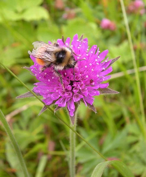 Other common plants are Pincushion flower (Knautia arvensis) and Succisa pratensis, both members of the Dipsacaceae.