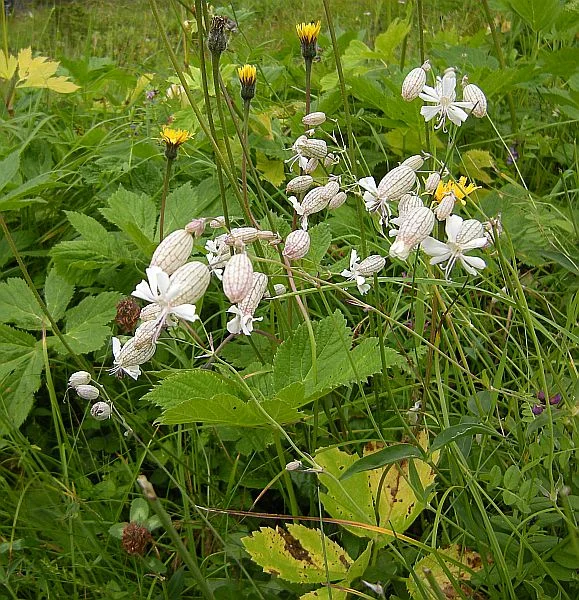 Silene vulgaris is common in rich, moist meadows.