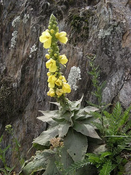 Verbascum densiflorum, an old medical plant, is found in dryer locations.
