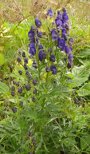 Right next to it I found Europe's most poisonous plant - Monkshood (Aconitum napellus) - which is also a common garden plant.
