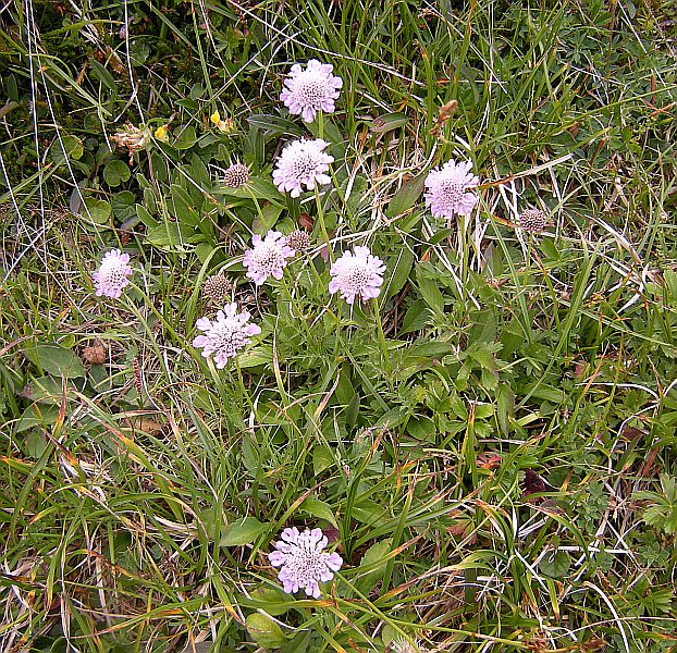 Another common flowering plant is Scabiosa lucida.