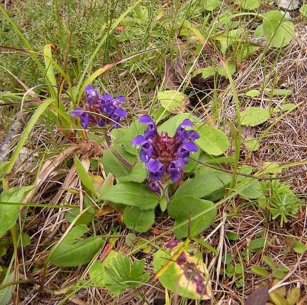 A low-growing flower named Prunella vulgaris.