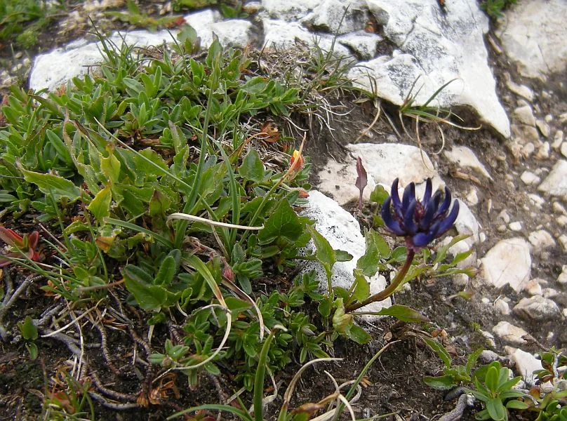 Phyteuma orbiculare - the devils claw!