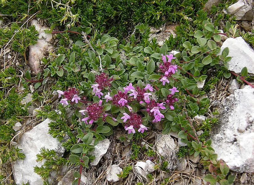 Thymus serphyllum, also common elsewhere in Europe.
