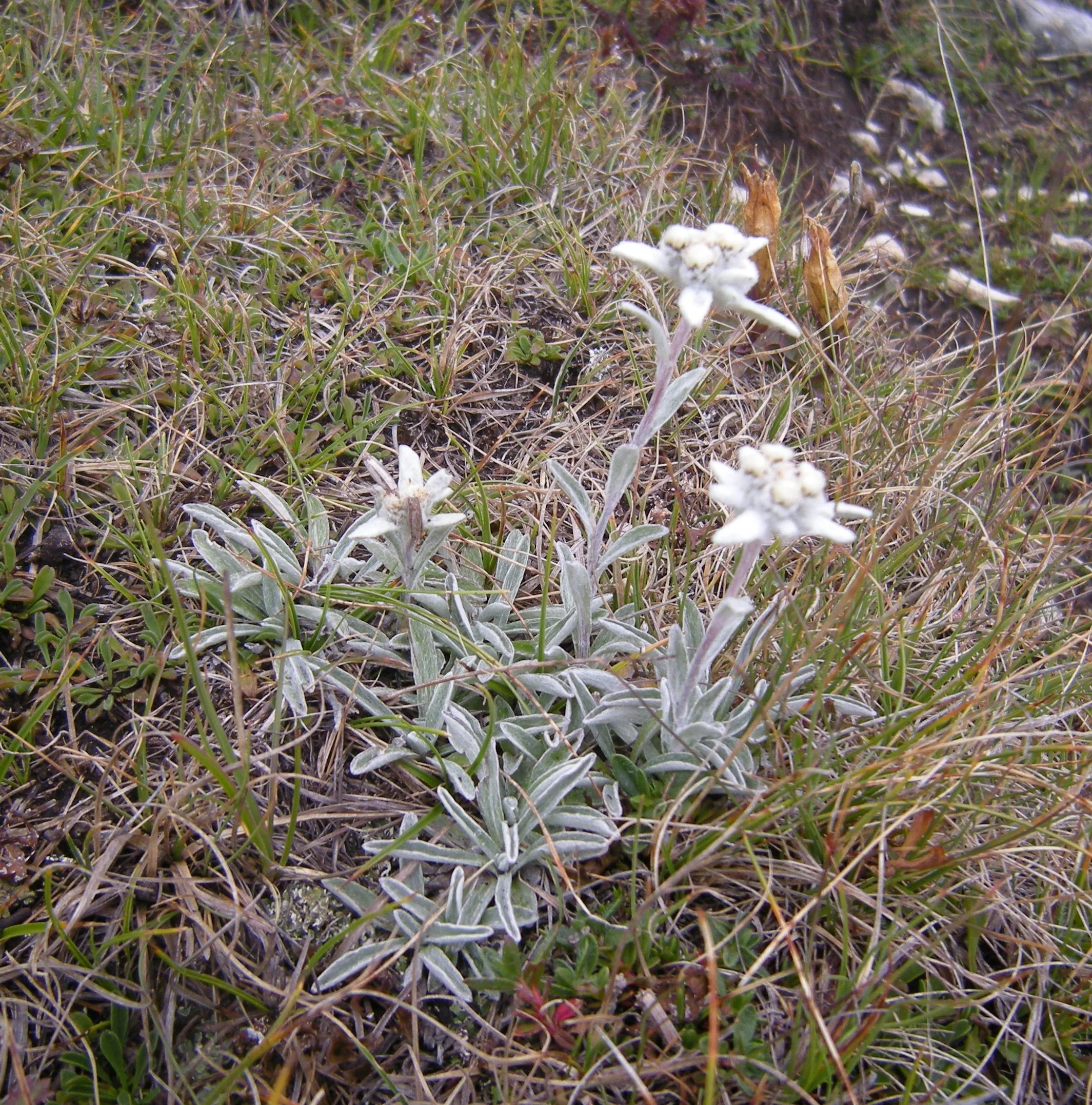 Leontopodium - Edelweiss - was used extensively as a hat ornament, but is now protected. It is also the star of the song “Edelweiss” in The Sound of Music.