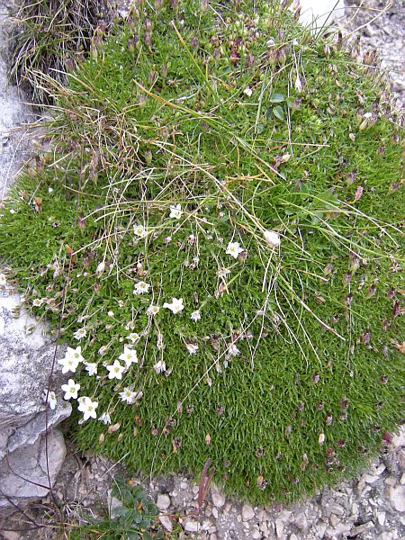 This plant is aptly named a Cushion Plant.