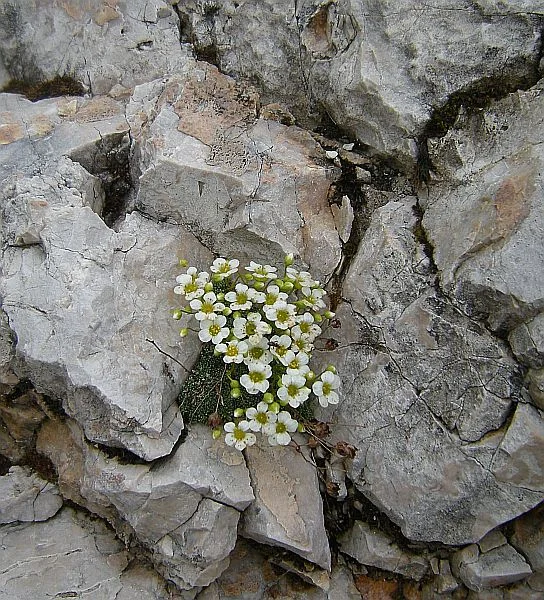 A tiny saxifrage anchored among some rocks.
