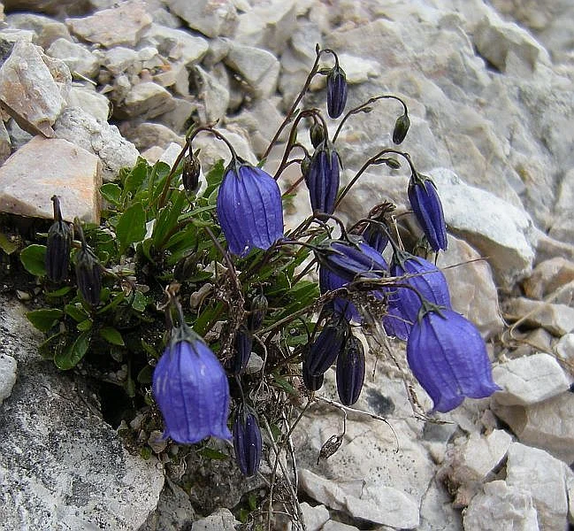 The alpine bellfowers were some of the most striking little plants that I saw. Pictured above is Campanula cochlearifolia.
