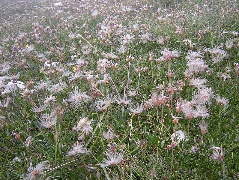 Dryas octopetala forms extensive drifts on high mountain meadows. In August, the flowers are gone but it is still beautiful with its fluffy seed heads. This plant was very widespread during the Ice Age, covering the plains of the barren glacial landscape where the Woolly Mammoth roamed.