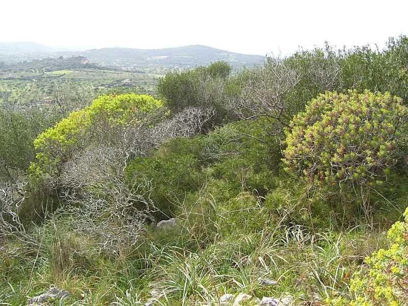 Unsustainable wood harvesting, especially in Roman times, and overgrazing (particularly from goats) have degraded the vegetation and eroded the soils in many areas along the coast. These treeless areas are called Macchie.