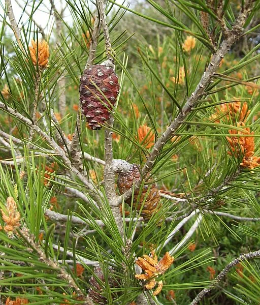Pictured above is the Pinus halepensis (Aleppo Pine).