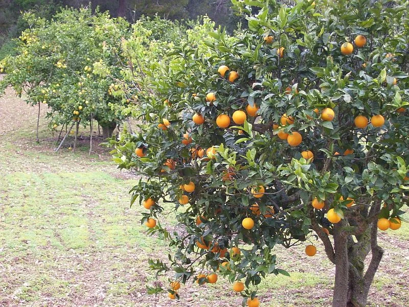 The oranges were by far the juiciest, sweetest, most flavorful I have ever tasted.