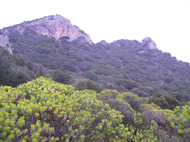 Euphorbia and various other shrubs cover this mountainside.