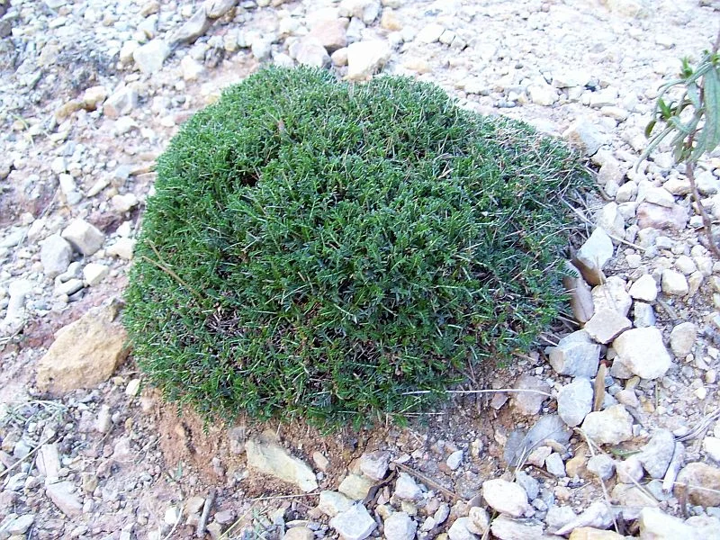 Genista horrida forms a dense cushion with needle-like thorns for protection against grazing animals.