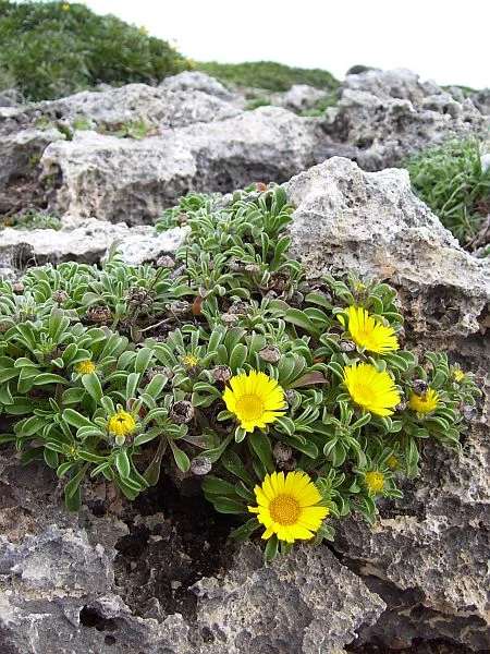 Asteriscus maritimus is a tiny cushion-forming plant with a woody base. Technically speaking, it is a sub-shrub.