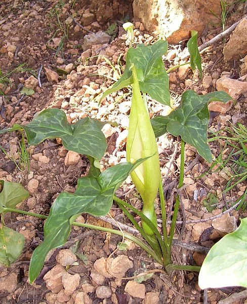 Arum italicum prefers part-shade, fairly moist conditions.