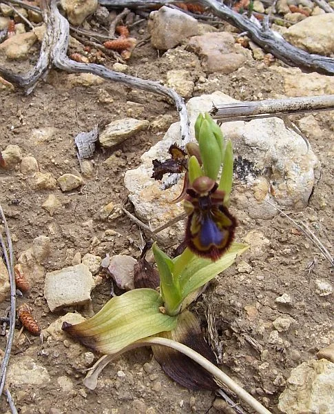 Over 40 species of orchids can be found on Mallorca. The flower of this orchid (Orchis speculum) imitates an insect.